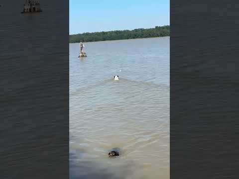 10 week old lab puppy swimming already