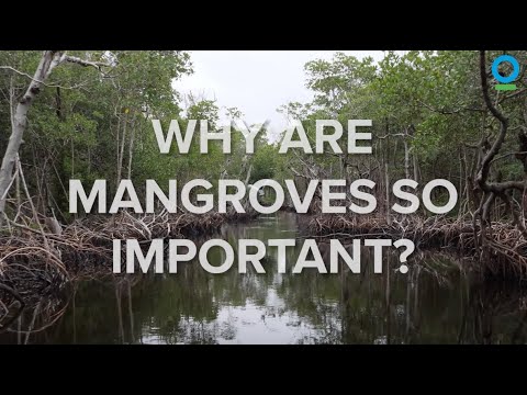 Why Are Mangroves So Important?