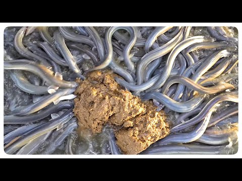 鰻魚餵食 蒲燒鰻魚！鰻魚切割 - Eel feeding , grilled eel in Taiwan