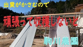 頑張って収穫しないと　駒川農園　24.12.25