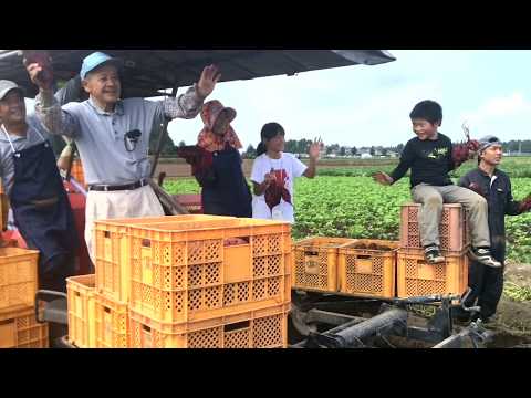 【いも焼酎づくりの現場】さつまいも畑　ドローン撮影のようす　鹿児島県曽於市末吉町　２０１７年１０月０７日