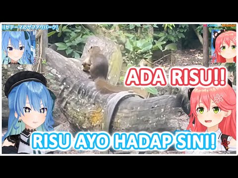 Ketika MIKO Dan SUISEI Ke Kebun Binatang Di Singapura Dan Ketemu RISU | (Hololive Clips)