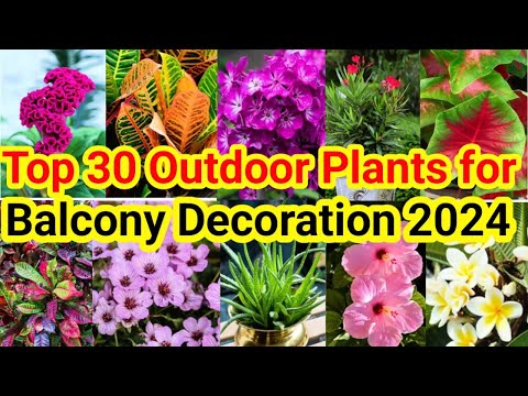 Best Outdoor Plants for Home | Low Maintenance Outdoor Plants | bast indoor plants