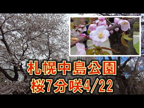 札幌中島公園桜開花2023/422