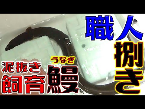 【うなぎ捌き】天然うなぎを料理人が捌きます！うなぎ串『くりから焼き』の準備！