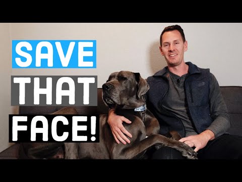 How to TREAT Great Dane Acne + Tips for Preventing It! | Great Dane Care