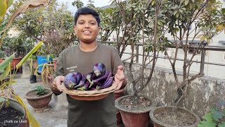 Massive harvest of winter vegetable ... brinjal #wintervegetablegarden