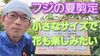 【フジ(藤)の剪定】コンパクトに保ちながら花も咲く夏の手入れ方法(2023年7月)🌿🤲