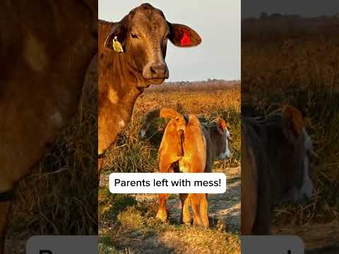 The Christmas Mess!! #christmas #funnyanimals #cows #calves #zoomies #messy