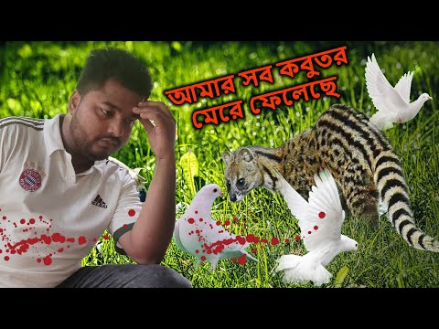 আমার সব কবুতর মেরে ফেলেছে