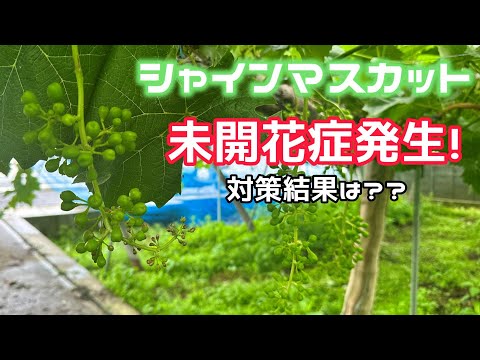 シャインマスカット未開花症発生！対策による結果は！？