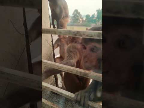 Mirror Glass.. Monkey Funny Reaction🐒🐵🙈 #monkey #funnyvideo #funnyshorts #funnyreaction #animalfunny