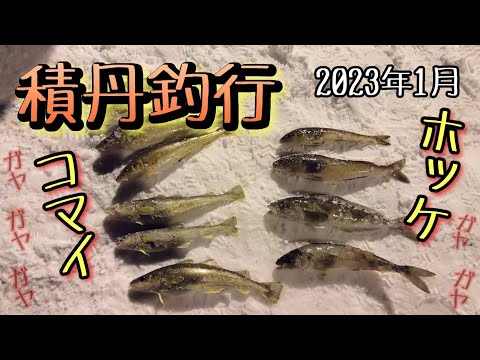 【北海道の釣り】ホッケ狙いで幌武意漁港へ🐟キタキツネ現る🦊