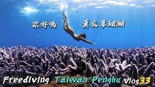 澎湖南方四島自由潛水東吉篇 | 紫色薰衣草珊瑚 | freediving  | フリーダイビング 傑哥帶你玩 Jerry Go Play | 自由潛 水地圖 4k 高畫質 | 潛點  | 浮潛