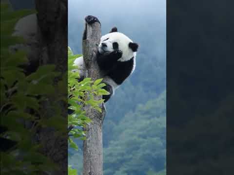 パンダは時々空に住んでいます
Sometimes Panda Living In The Sky