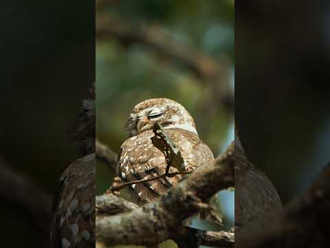 Isn’t owls are cute 🦉 #wildlifephotoghraphy #natgeowild #wildlife