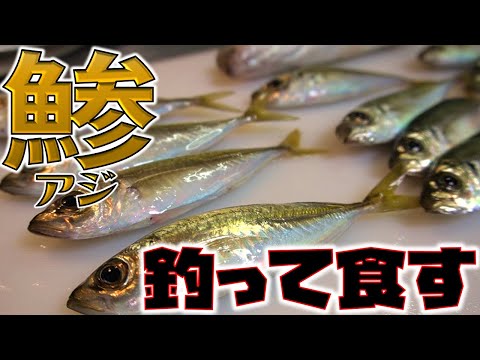 美味しいアジを釣ろう！釣れたら食べるよね！