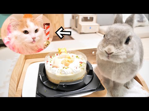 お誕生日を迎えた猫に飼い主と姉うさぎからサプライズでケーキとくす玉をプレゼントした結果…ｗ