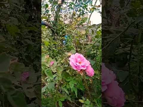 #gardening #shorts #shortvideo #flowers  #rose @Bmmultitasks