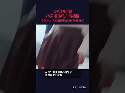 近日，廣東珠海。一名身著寬松長裙女子經大橋口岸珠港進境大廳“無申報通道”進境，關員從該旅客腿部查獲綁藏活體龜25只。經鑒定，確定該批活體龜均為龜鱉目陸龜科紅腿陸龜。#海關 #廣東 #紅腿陸龜