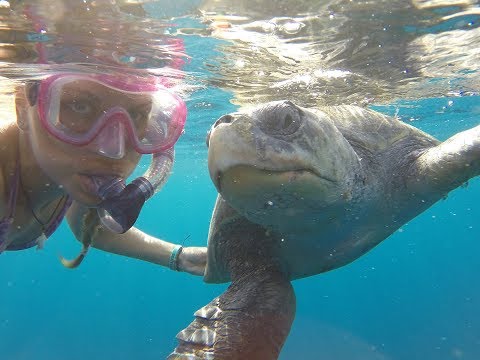 Eye to Eye with a Sea Turtle