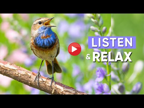 Australian Birdsong Sounds | Your KEY To Reduce Stress And Anxiety!