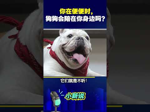 你在便便时，狗狗会陪在你身边吗？#shorts #涨知识 #狗狗 #萌宠 #保护主人的狗狗