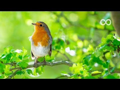 Beautiful Relaxing Music - Piano & Guitar Music for Stress Relief, Massage and Meditation (Axel)