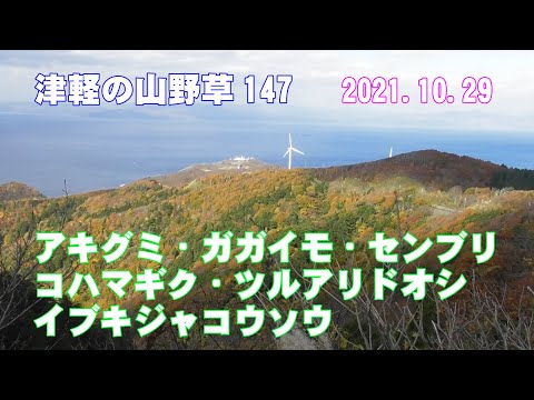 津軽の山野草147(ｱｷｸﾞﾐ・ｶﾞｶﾞｲﾓ・ｾﾝﾌﾞﾘ・ｺﾊﾏｷﾞｸ・ﾂﾙｱﾘﾄﾞｵｼ・ｲﾌﾞｷｼﾞｬｺｳｿｳ)