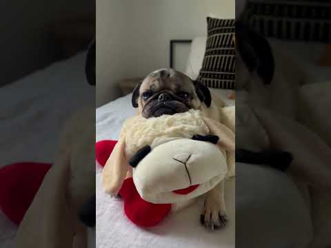 Is your dog also in a relationship with their Lamby? I now present to you, the Lamby song!