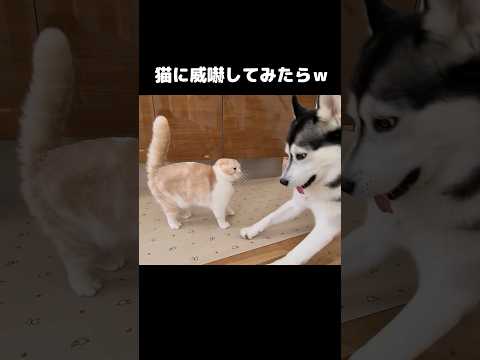 猫に威嚇してみたらこうなった...笑#shots