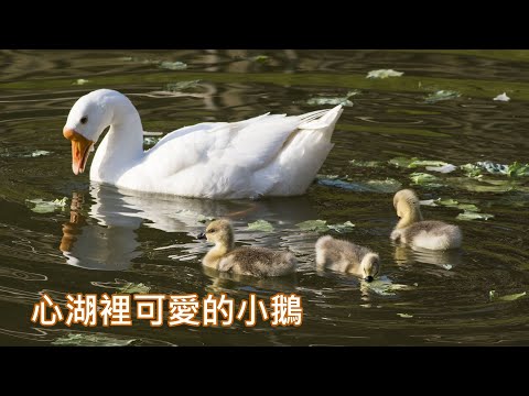 心湖裡可愛的小鵝 The Cute Baby Geese in Heart Lake, Taipei University