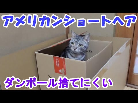 猫と遊ぶどーっ！ダンボールが捨てにくい！（アメリカンショートヘア）