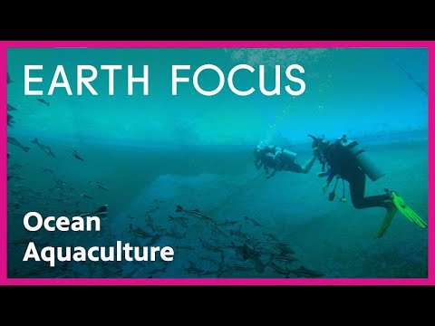 How Local Marine Aquaculture Could Help Feed the U.S. With Fresh Fish | Earth Focus | PBS SoCal