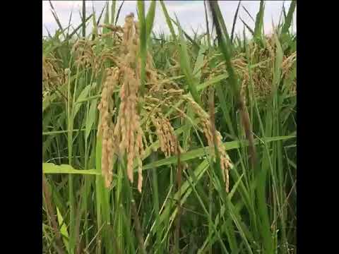 8月28日無農薬米コシヒカリ匠の田んぼ