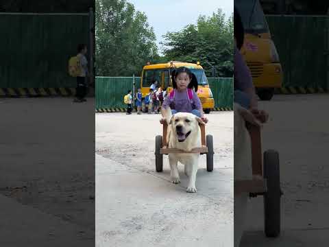 Este perro recoge a su dueño de la escuela 👏