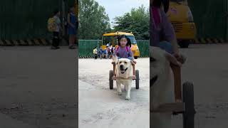 Este perro recoge a su dueño de la escuela 👏