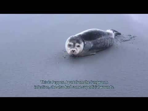 The two latest rescued seals at the Sealcentre: Salt and Pepper