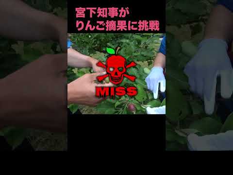 激ムズ!?りんご摘果作業 #shorts #青森県知事 #宮下宗一郎 #りんご #りんご道