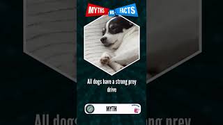 Do All Dogs Have a Strong Prey Drive? #dogfacts #mythvsfacts #shorts