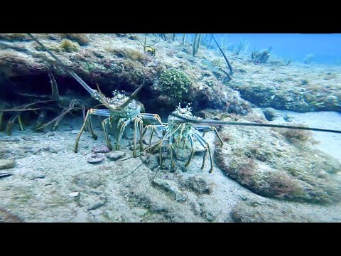 FREE DIVING LOBSTER IN PARADISE