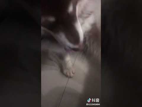 犇犇真棒