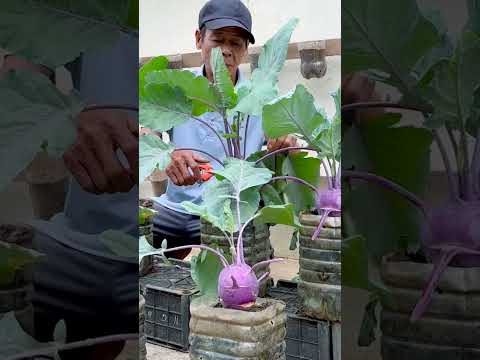 Super Creative, Recycling Plastic Bottles Growing Vegetables Has Never Been So Easy