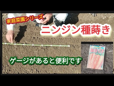 【ニンジン】高畝とゲージで種蒔き栽培【家庭菜園シリーズ】