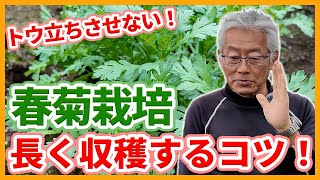 家庭菜園や農園の春菊栽培で長く収穫を続けるコツ！脇芽の上手な伸ばし方と春菊の育て方！【農家直伝】