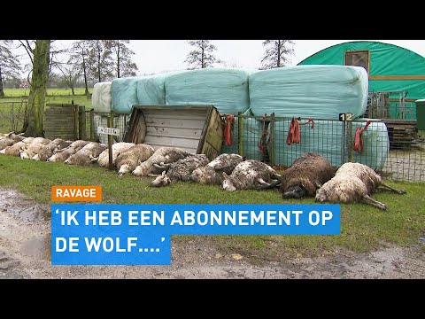 Roelof legt 16 DODE SCHAPEN aan de weg: 'Mensen moeten zien wat WOLF aanricht' | Hart van Nederland