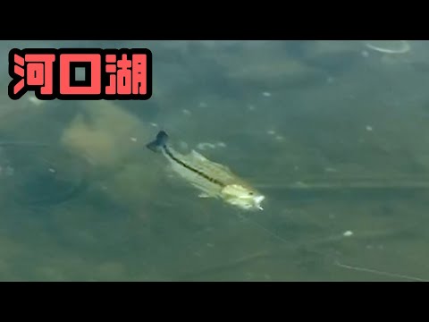 ゴールデンウィーク直前の河口湖でバス釣り