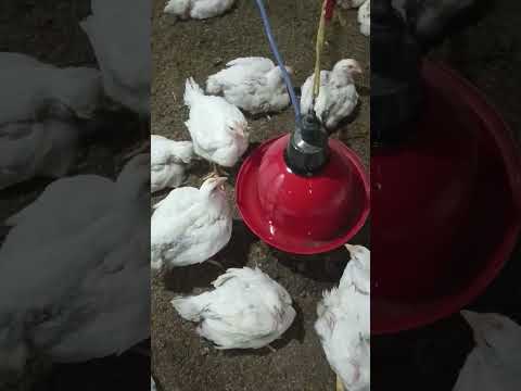 drinker and feeder system in poltry farm #viral #chicken #trendingshorts #farming #chicks #shorts