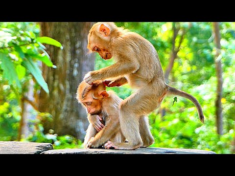 Amazingly..!!! Baby Lexi help to grooming Tiny Jovi  cuz She is upset with Mom Joyce Rejected milk.