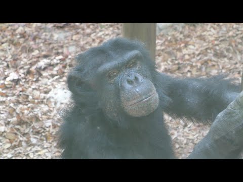 Ryoma and You will live alone for a while.　Kamine Zoo Chimpanzee 202412